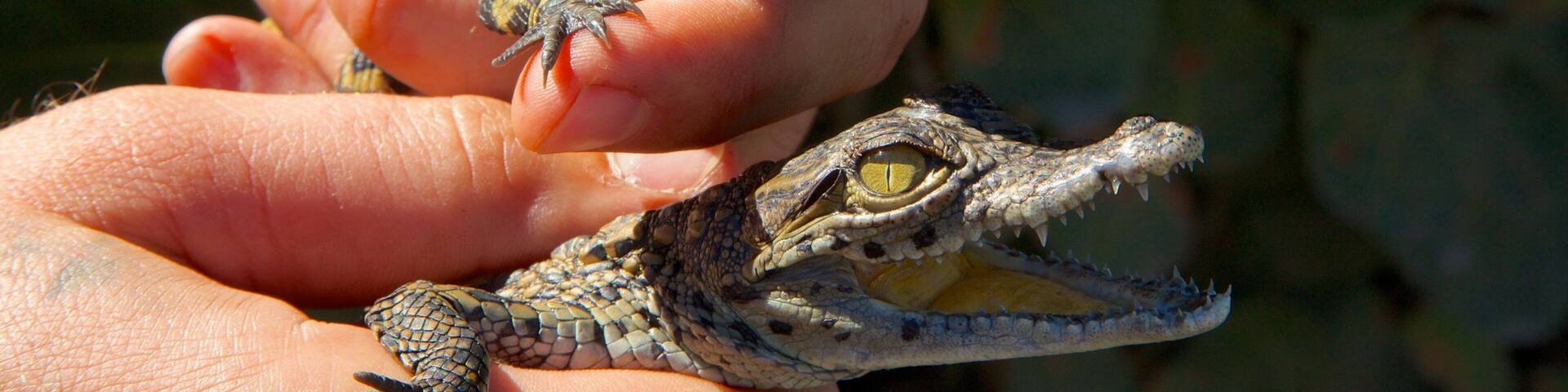 Gatorland which includes dangerous animals and rides
