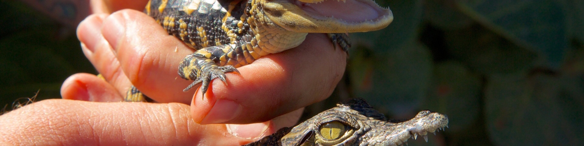 Hands hold baby alligators at Gatorland in Orlando, offering an up-close experience with reptiles in Florida