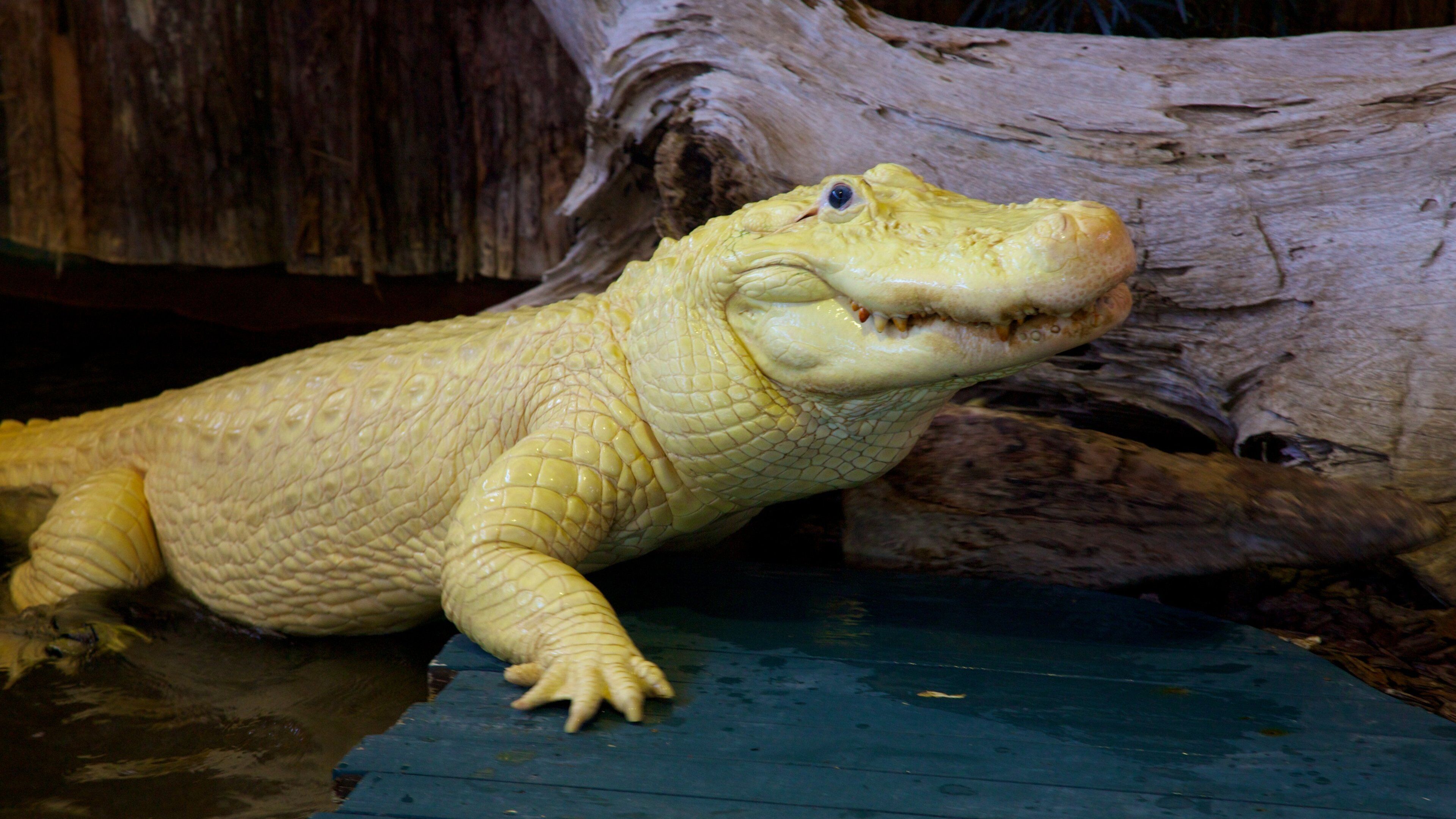 Gatorland® fasiliteter samt dyrehagedyr og farlige dyr