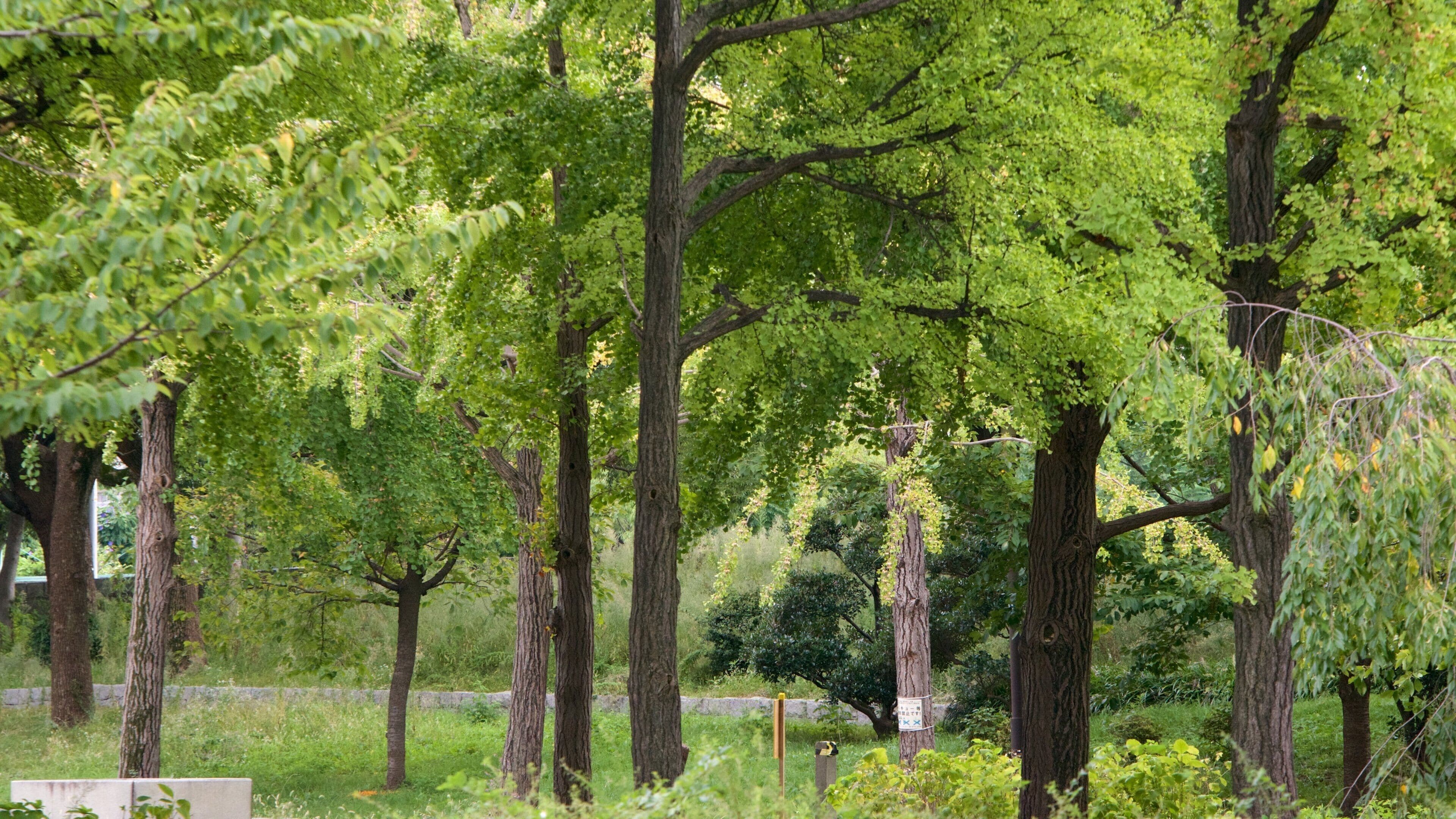 大阪城 呈现出 公園 和 城堡