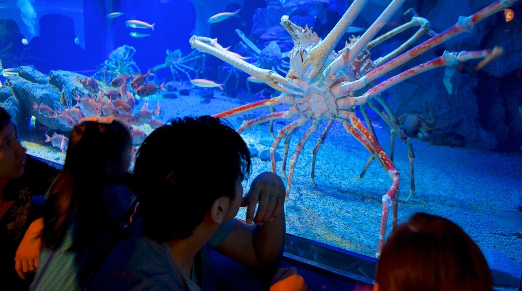 Osaka Aquarium Kaiyukan som viser sjøliv i tillegg til en liten gruppe med mennesker