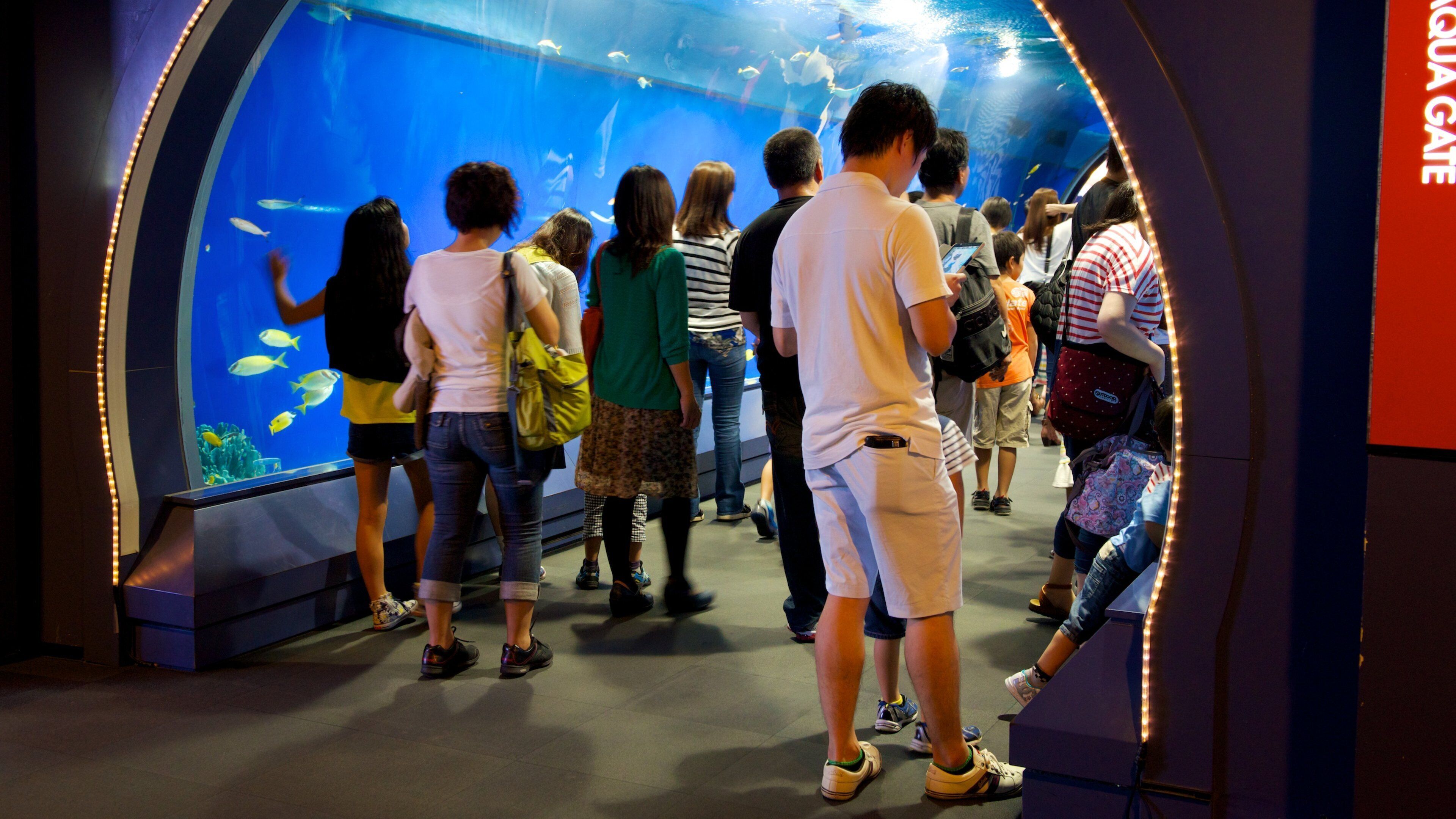 Osaka Aquarium Kaiyukan som viser innendørs og sjøliv i tillegg til en liten gruppe med mennesker