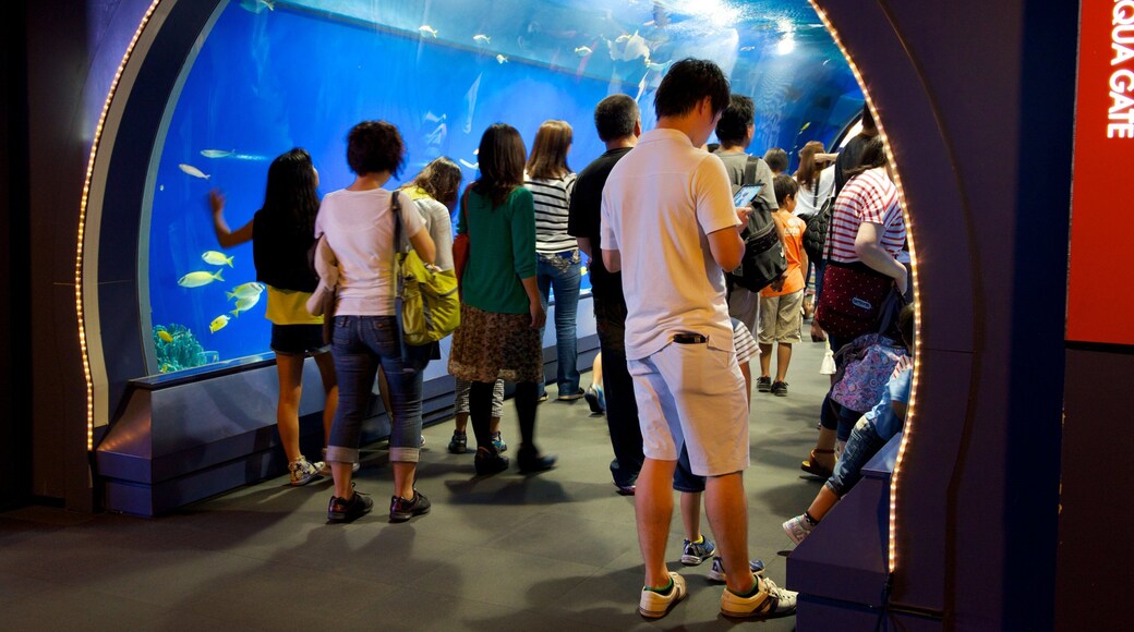 Osaka Aquarium Kaiyukan som viser innendørs og sjøliv i tillegg til en liten gruppe med mennesker