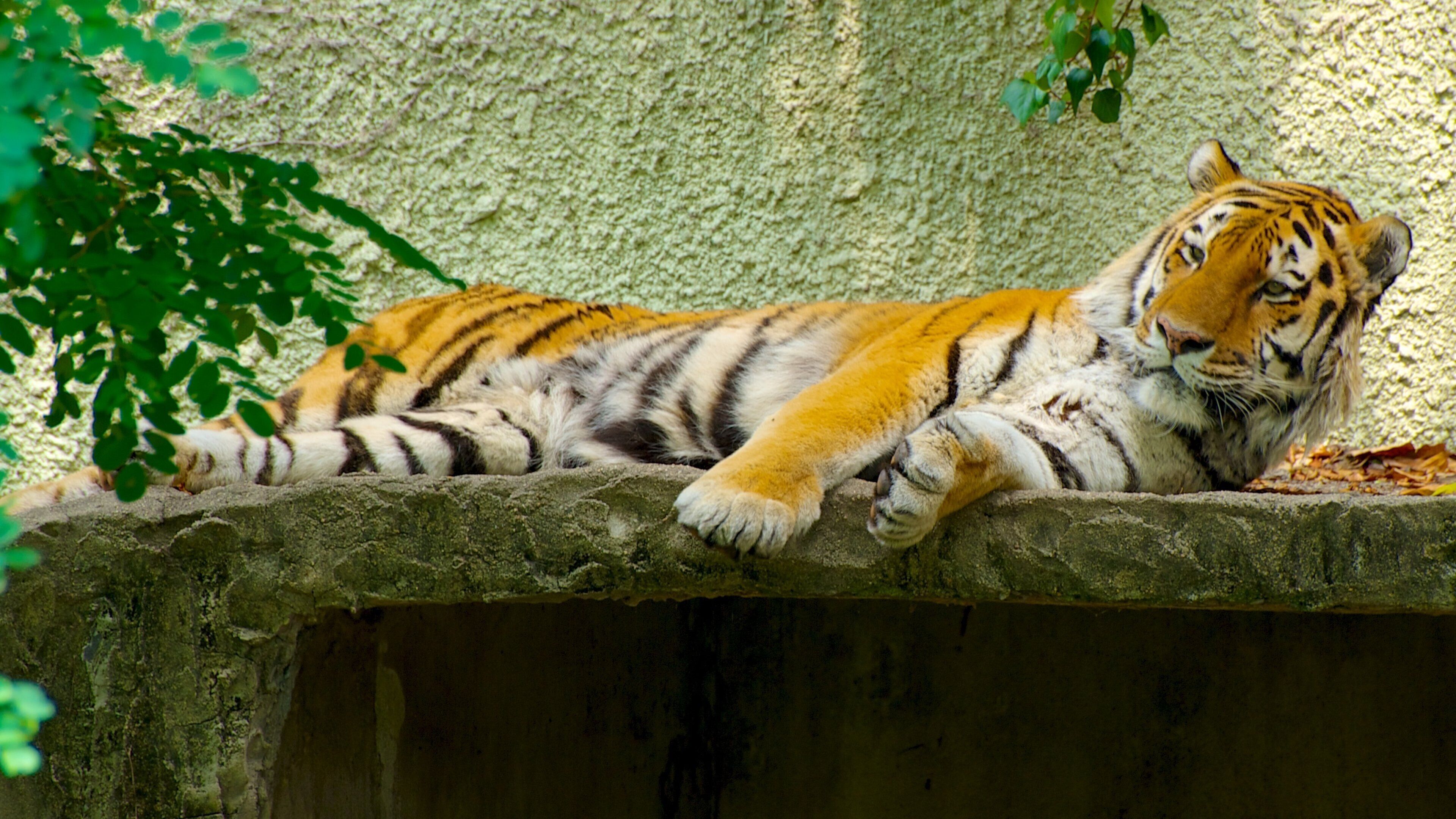 Zoo de Tennoji qui includes animaux de zoo, animaux dangereux et animaux terrestres