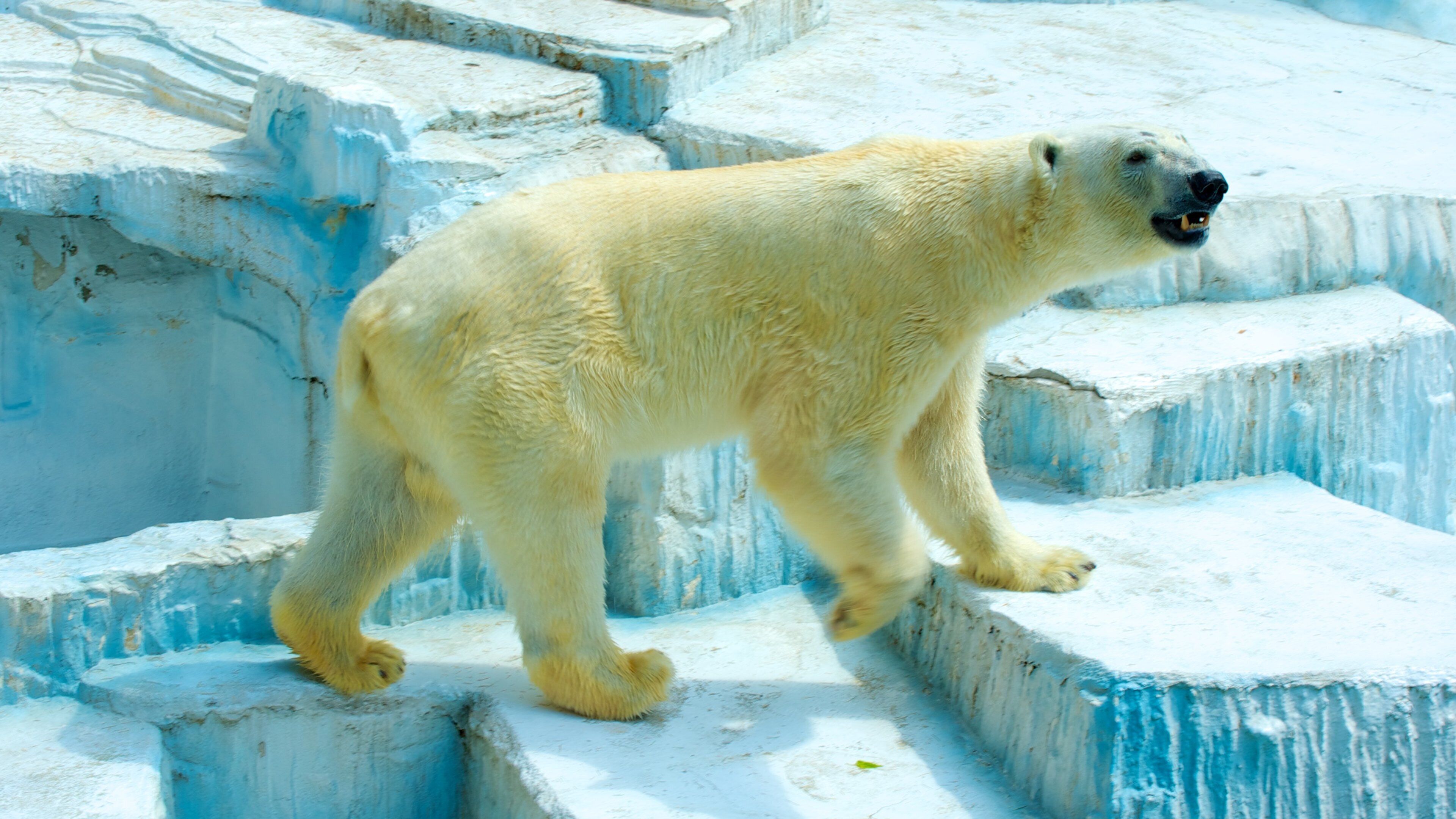 Zoo de Tennoji montrant animaux dangereux, animaux terrestres et animaux de zoo