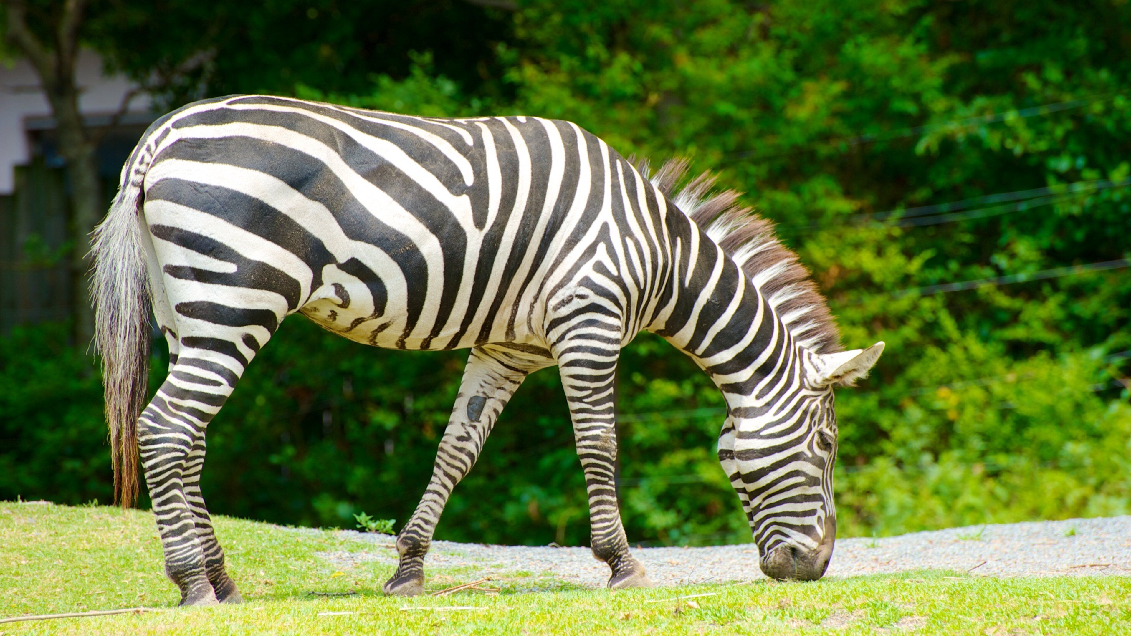 Zoo de Tennoji qui includes animaux de zoo et animaux terrestres