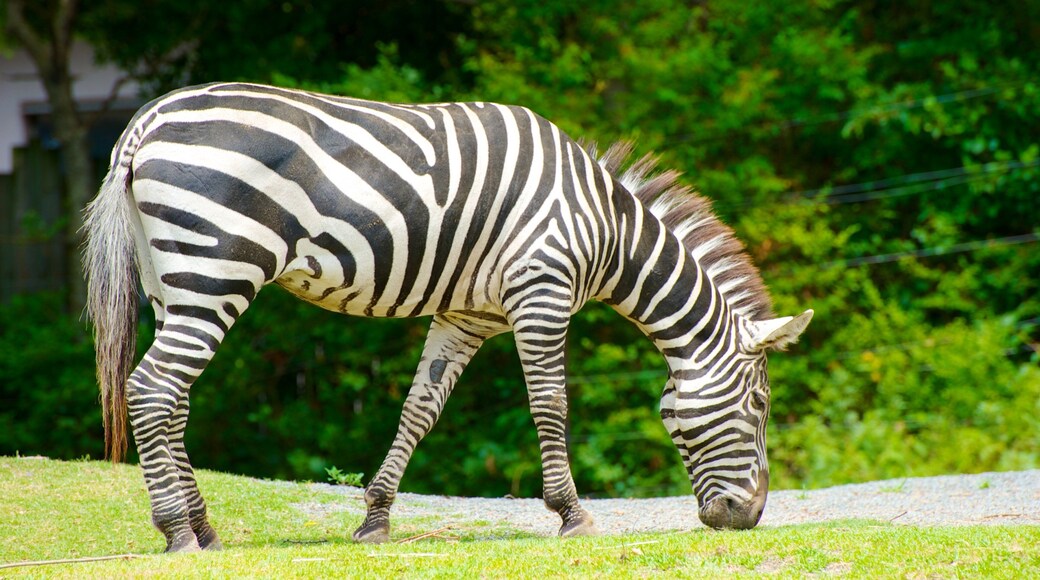 Zoo de Tennoji mettant en vedette animaux de zoo et animaux terrestres