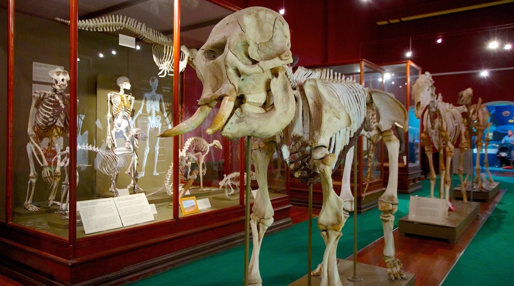 Western Australian Museum showing interior views