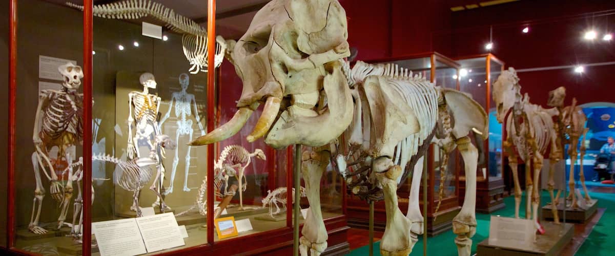 Western Australian Museum showing interior views