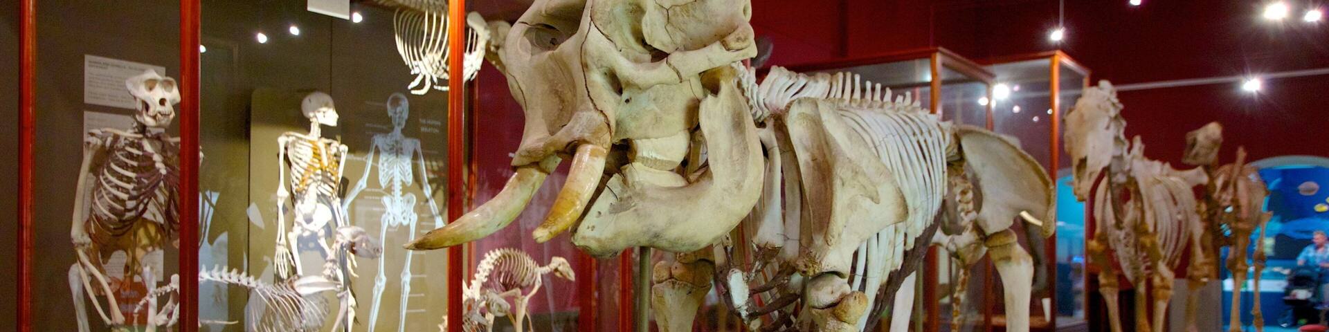 Western Australian Museum qui includes vues intérieures