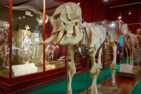 Western Australian Museum qui includes vues intérieures