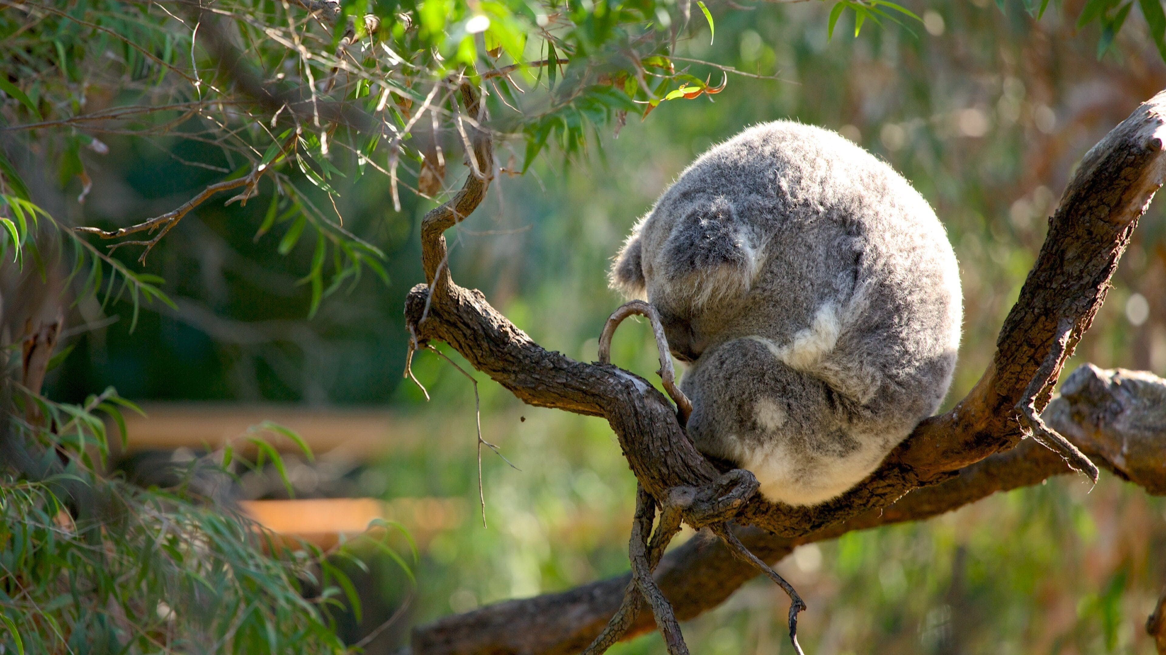 Perth Zoo featuring zoo animals, animals and cuddly or friendly animals