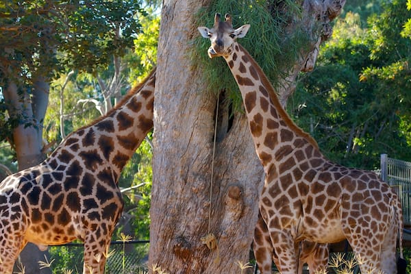 Perth Zoo featuring zoo animals and land animals