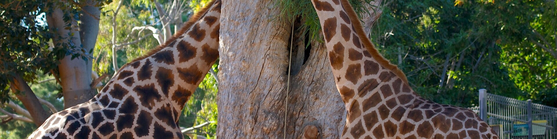 Perth Zoo showing land animals and zoo animals