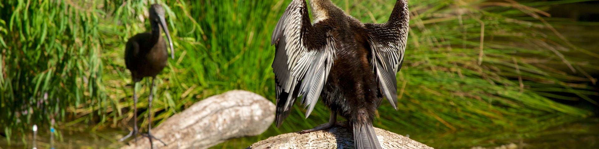 Perth Zoo featuring bird life and zoo animals