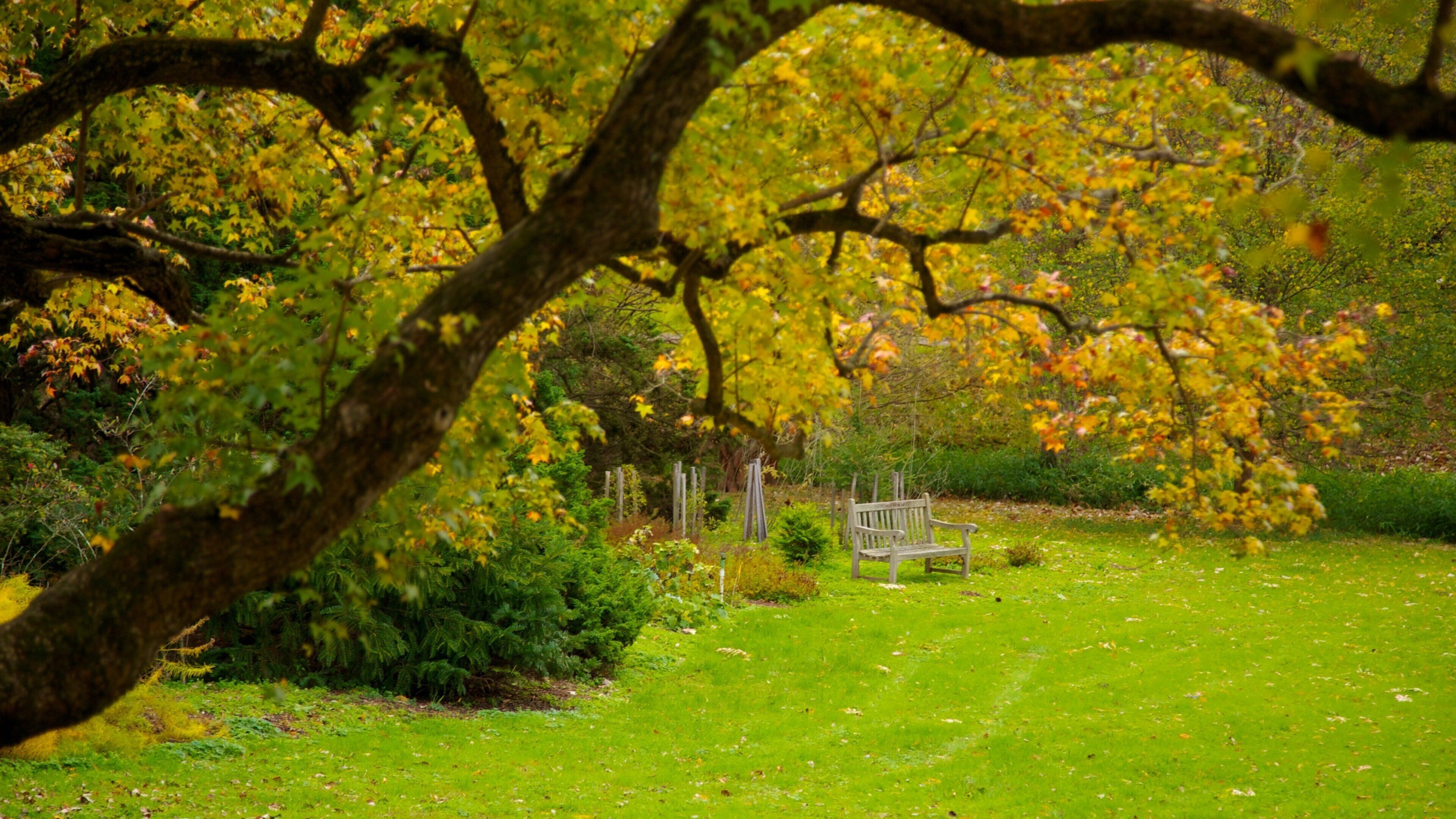 Autumn foliage at Morris Arboretum in Philadelphia showcases nature's beauty and tranquility in serene surroundings