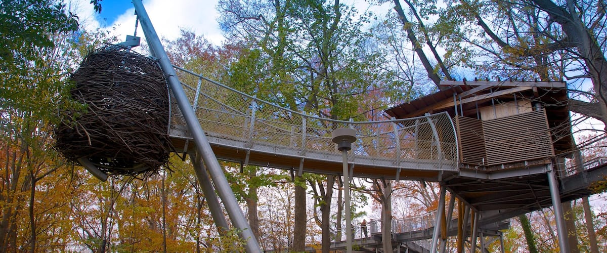 Morris Arboretum montrant couleurs d\'automne, jardin et scĂšnes forestiĂšres