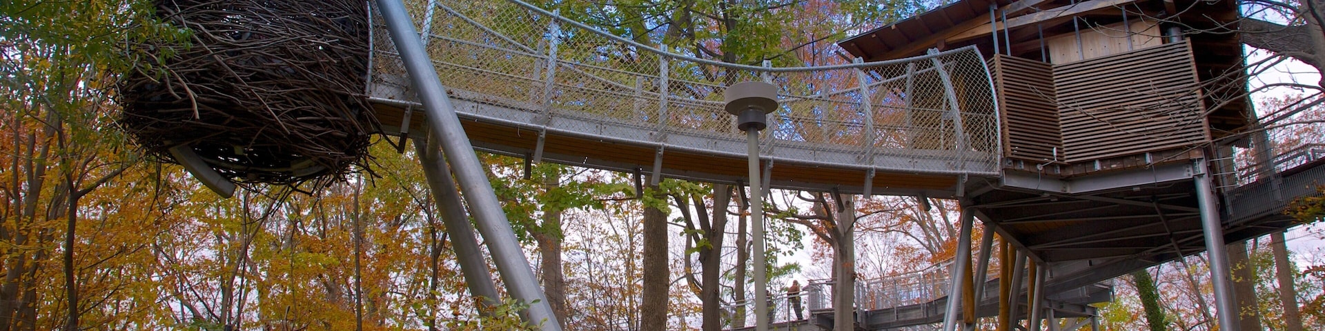 Explore the unique treehouse and nest structure at Morris Arboretum in Philadelphia, showcasing nature and architecture