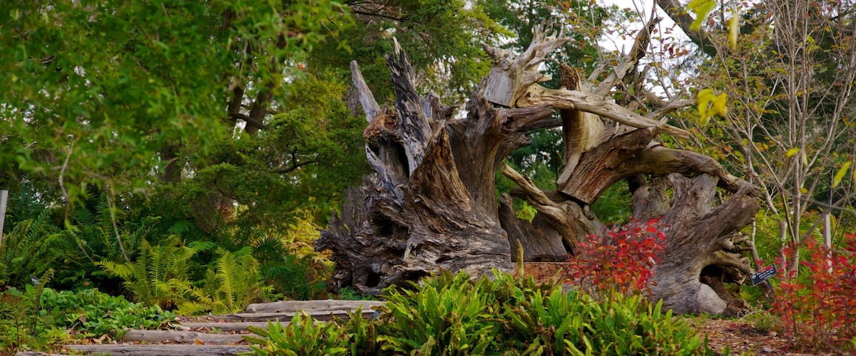 Exploring the unique natural sculptures at Morris Arboretum in Philadelphia during autumn