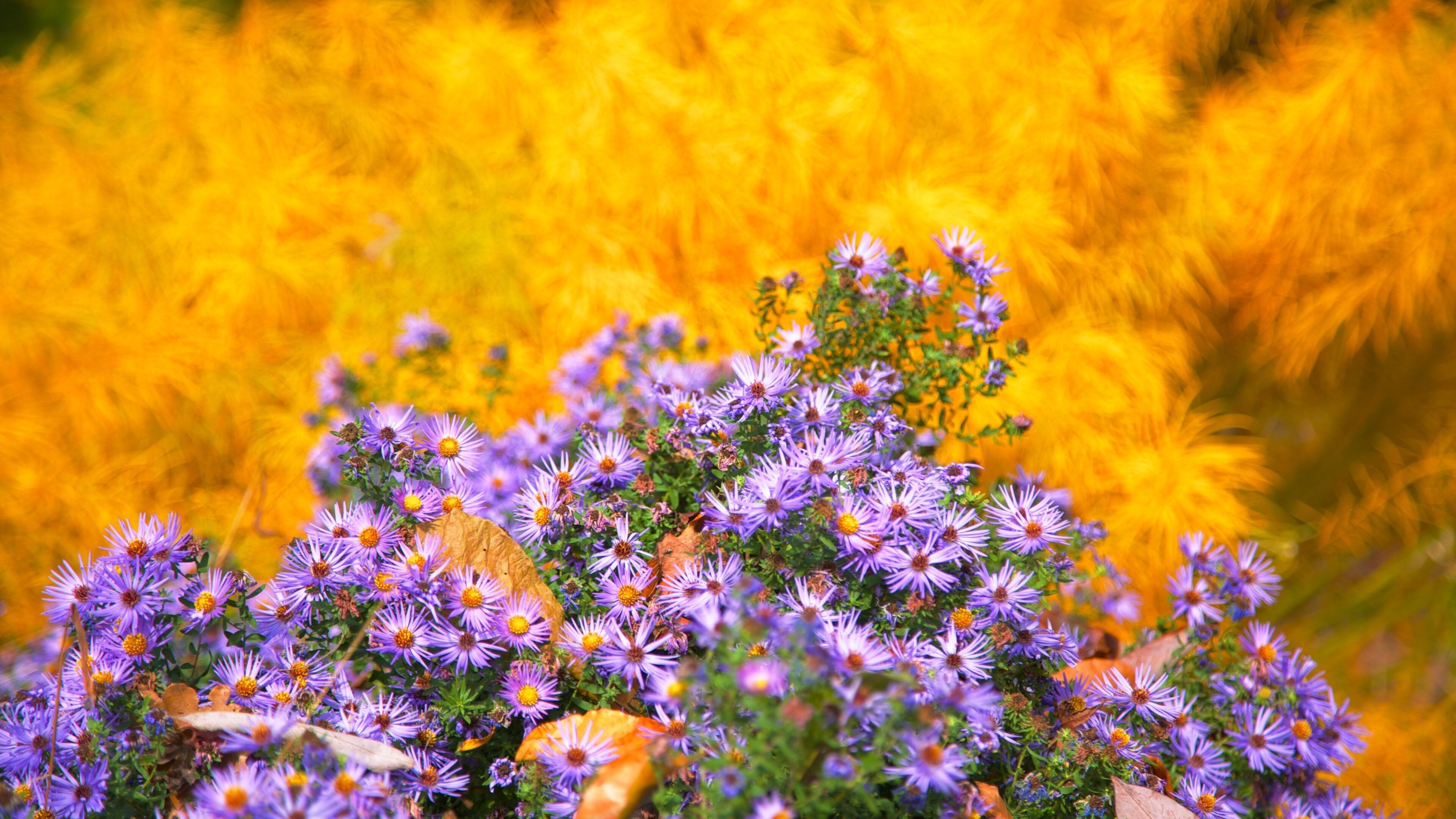 Colorful flowers bloom at Morris Arboretum in Philadelphia during a sunny day in autumn