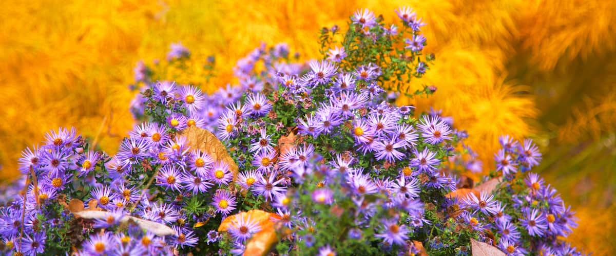 Colorful flowers bloom at Morris Arboretum in Philadelphia during a sunny day in autumn
