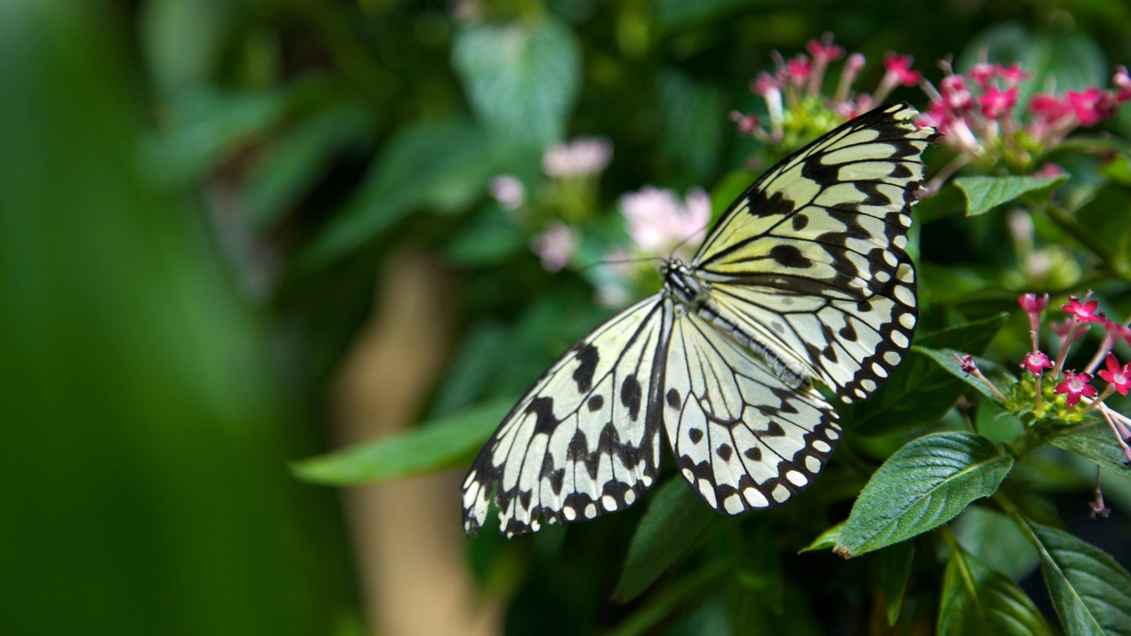 Butterfly perched on vibrant flowers at the Academy of Natural Sciences in Philadelphia, Pennsylvania