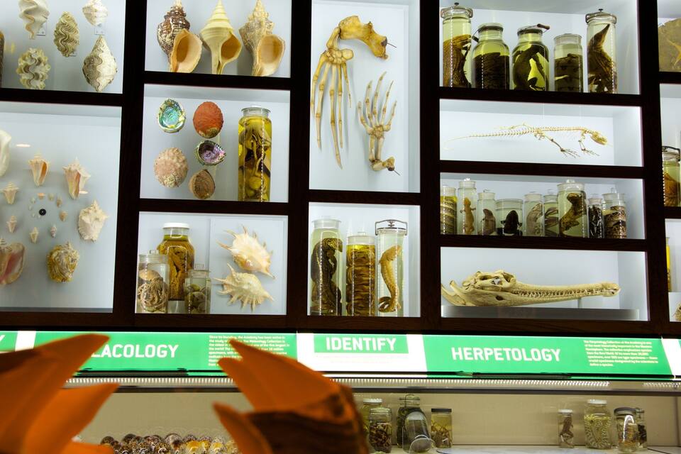 Une exposition de divers spécimens d’animaux et de coquillages conservés dans des bocaux en verre.