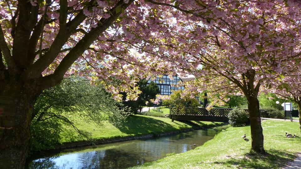 A river with cherry blossoms, a bridge, and a building in the background.