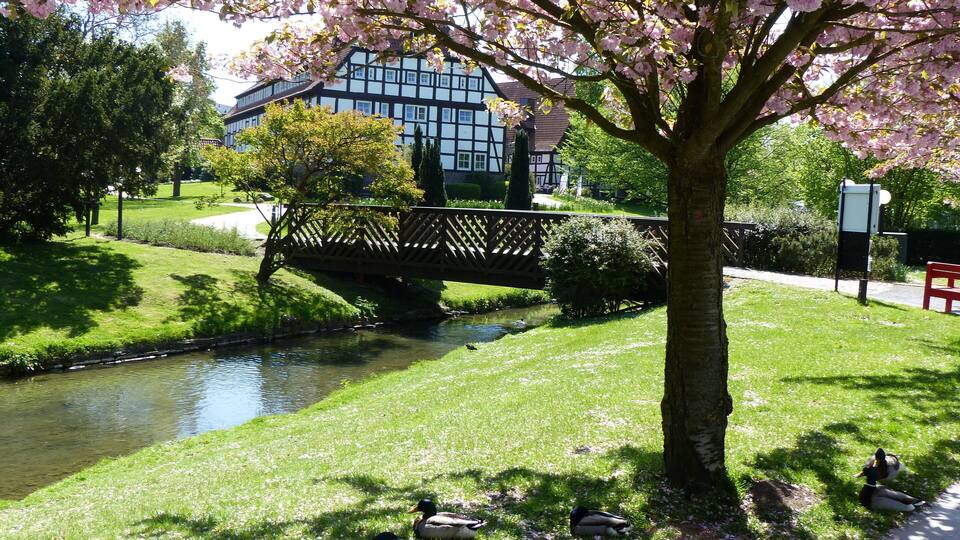 A park with a pond, ducks, cherry blossoms, a bridge, and a building in the background.