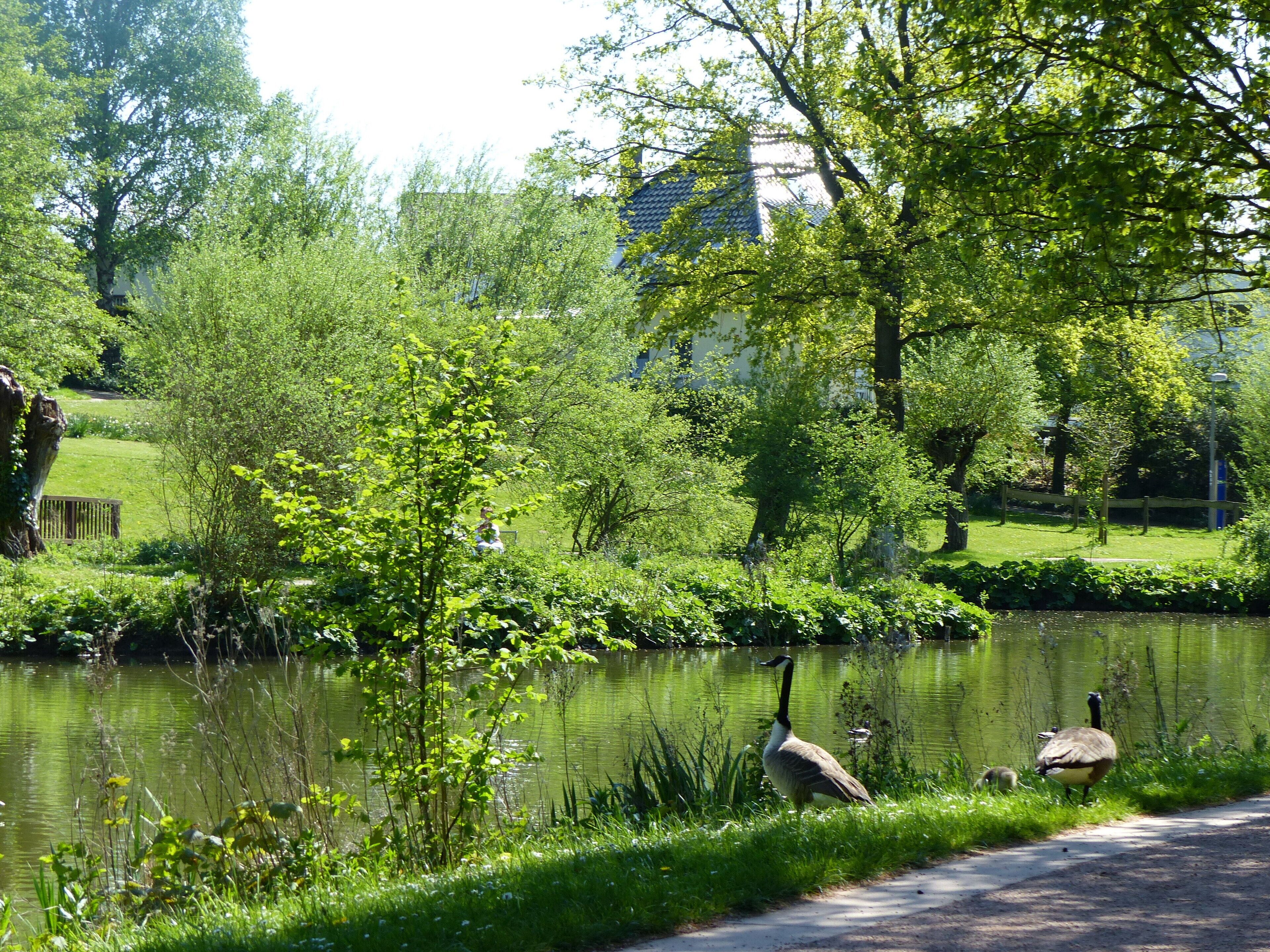 Bad Sassendorf – Rosenaue im Kurpark