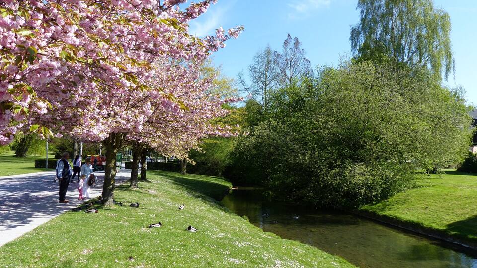 A park with cherry blossoms, a pond, ducks, and a walking path.