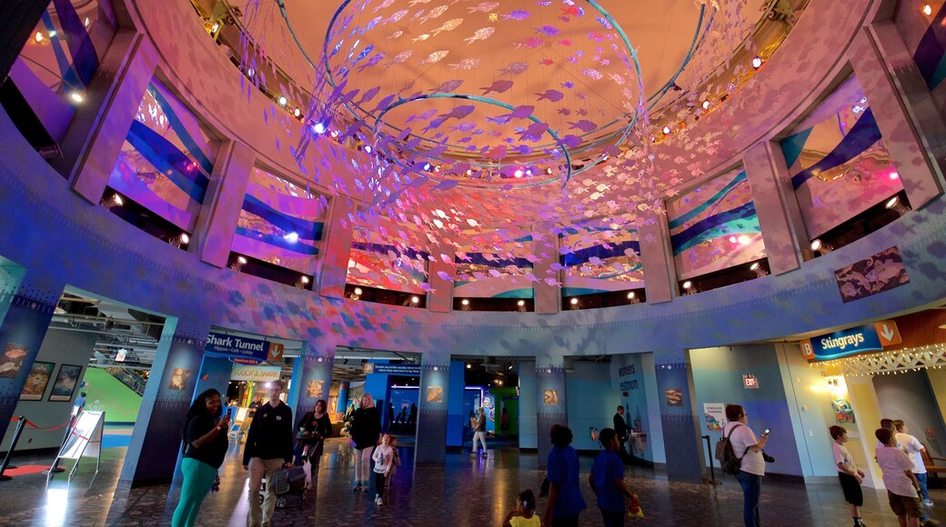 Adventure Aquarium montrant vues intérieures aussi bien que petit groupe de personnes