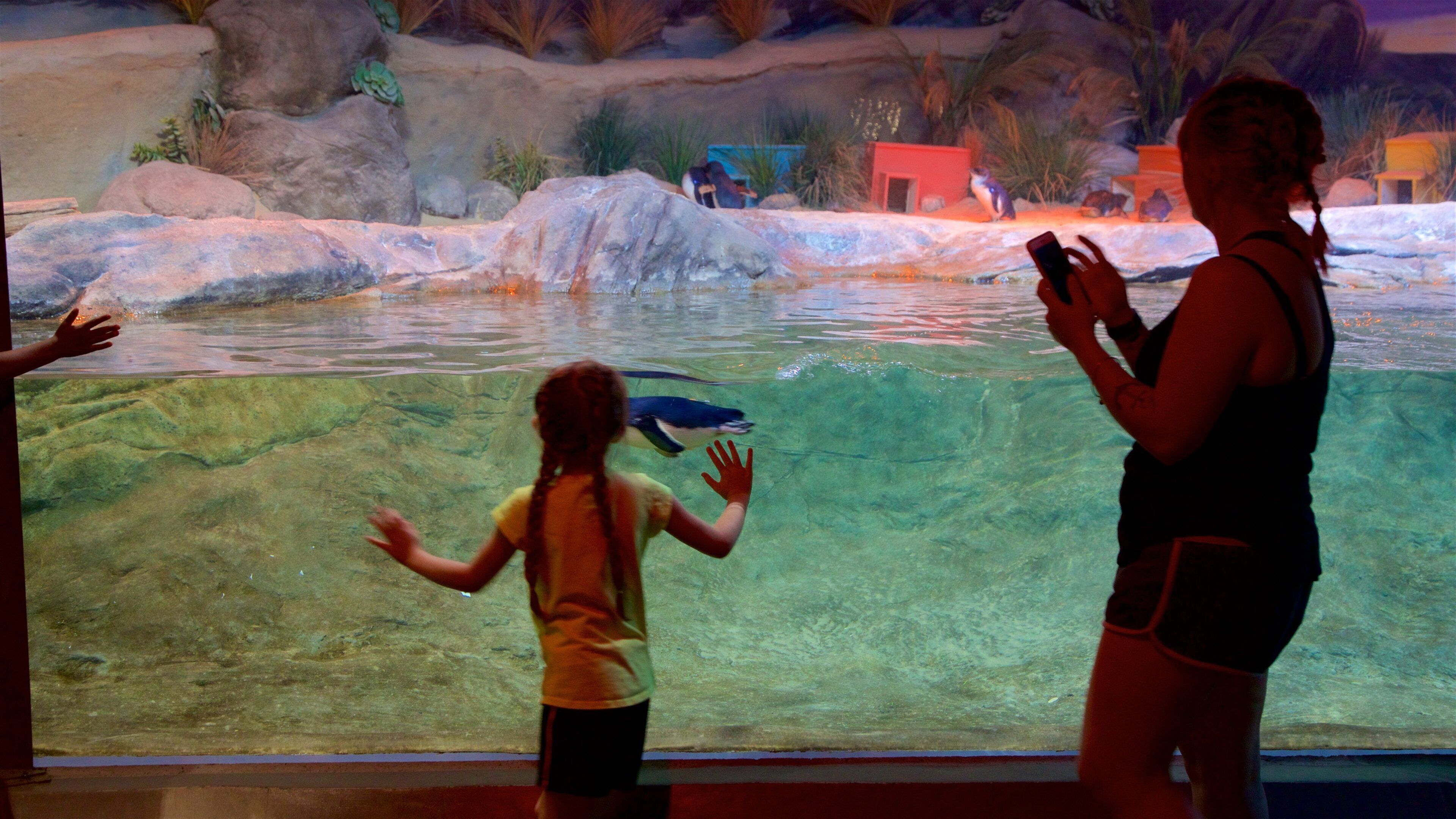 Adventure Aquarium montrant vie marine et vues intérieures aussi bien que famille