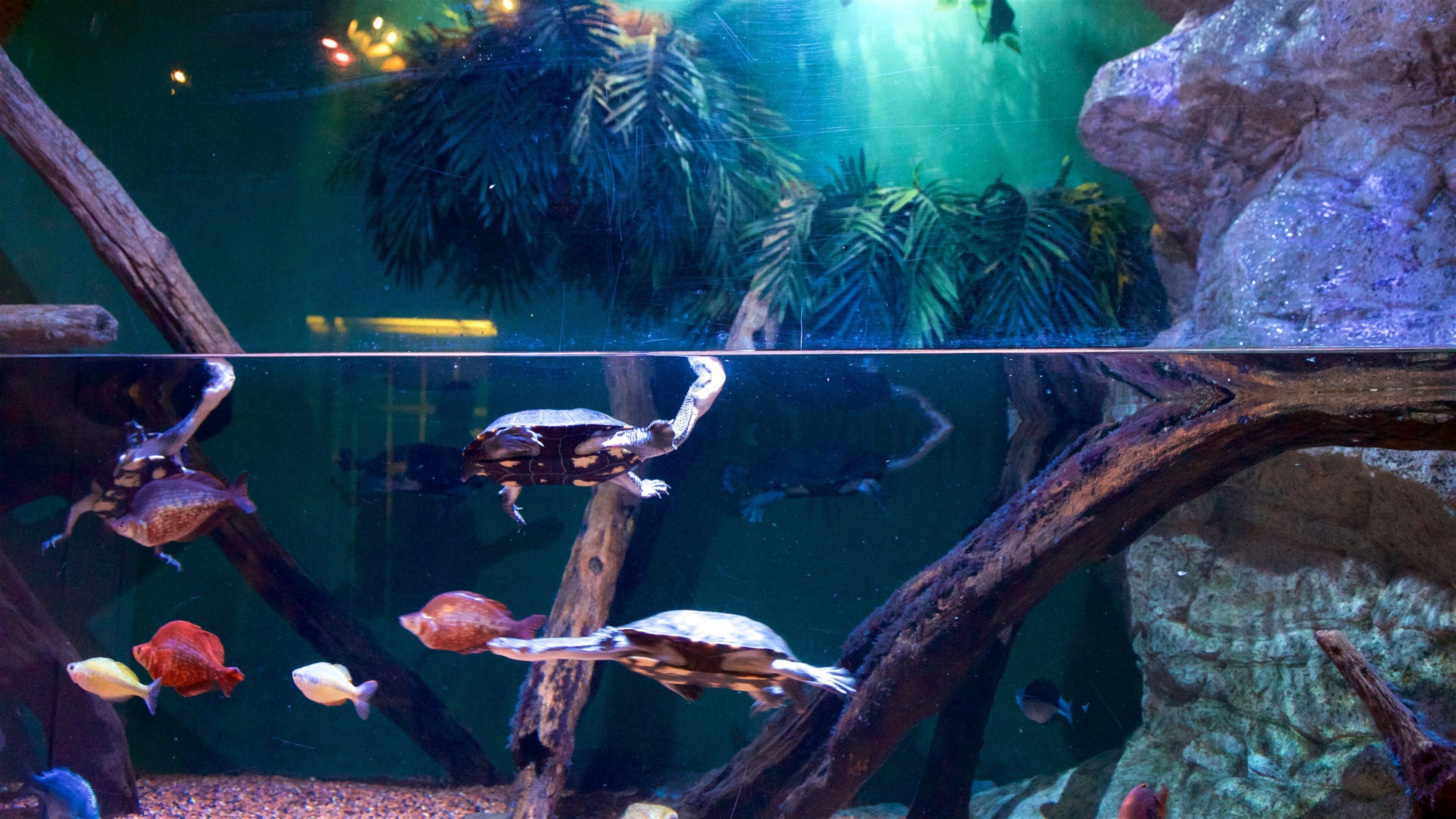 어드벤처 아쿠아리움 이 포함 해양 생물 과 실내 전경