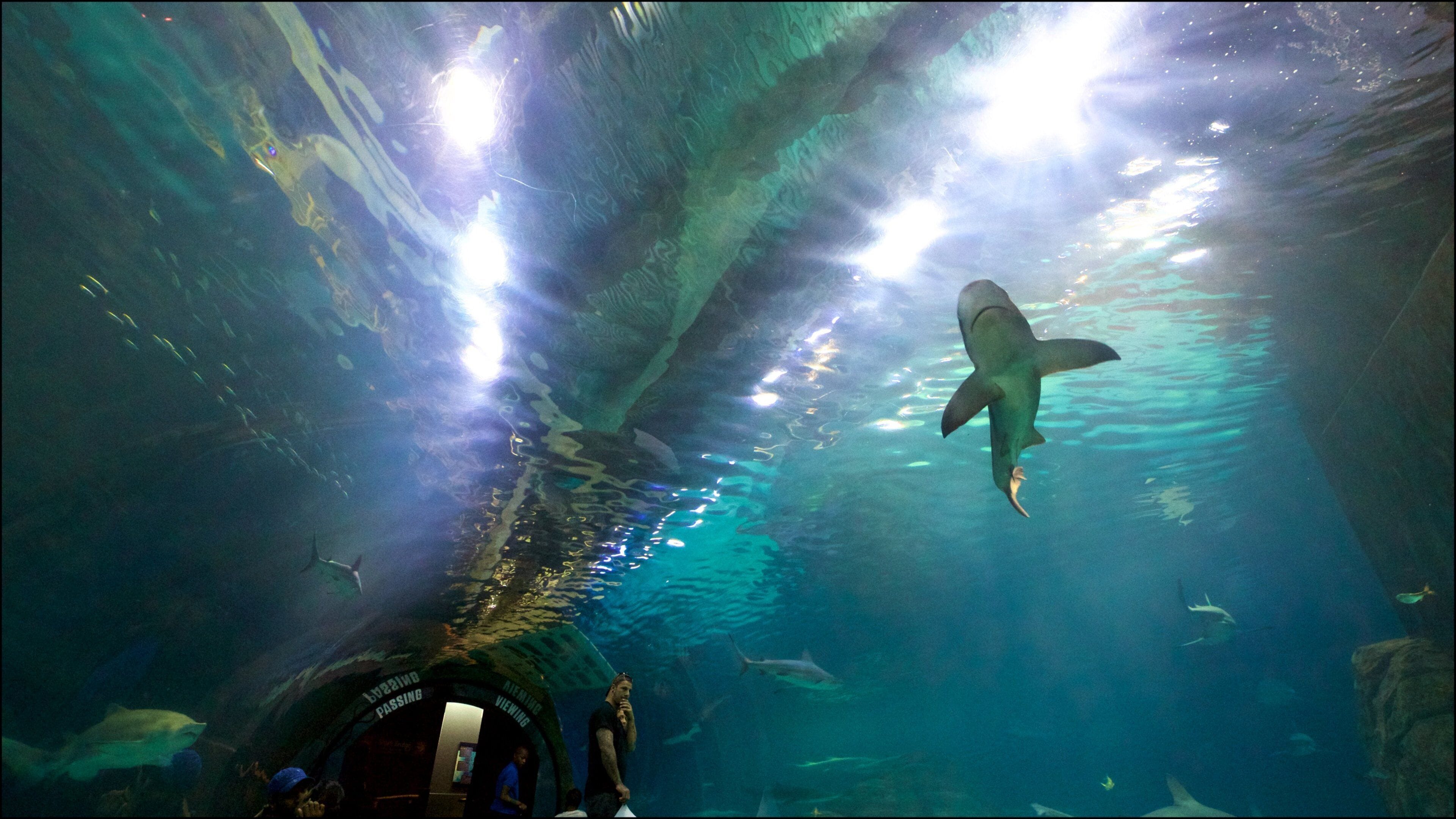 Vue sous-marine d’un requin dans un tunnel d’observation.