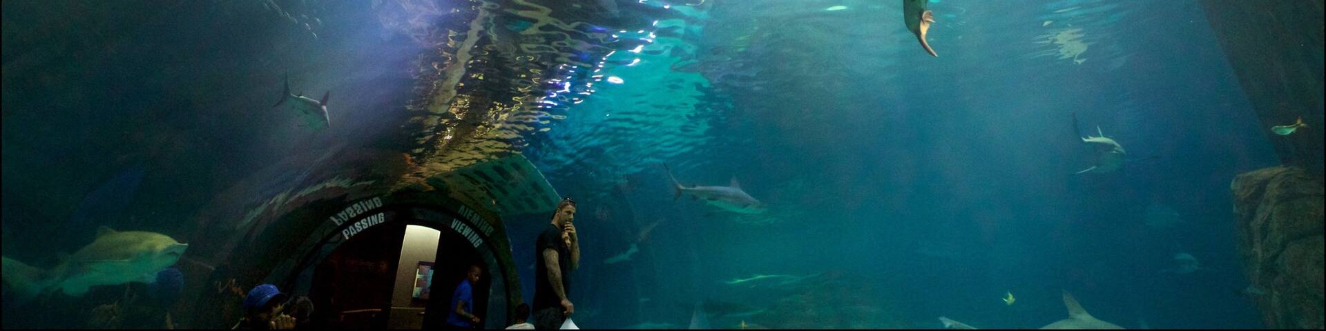 An underwater view of a shark in a viewing tunnel.