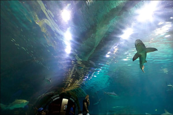 An underwater view of a shark in a viewing tunnel.