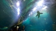 An underwater view of a shark in a viewing tunnel.