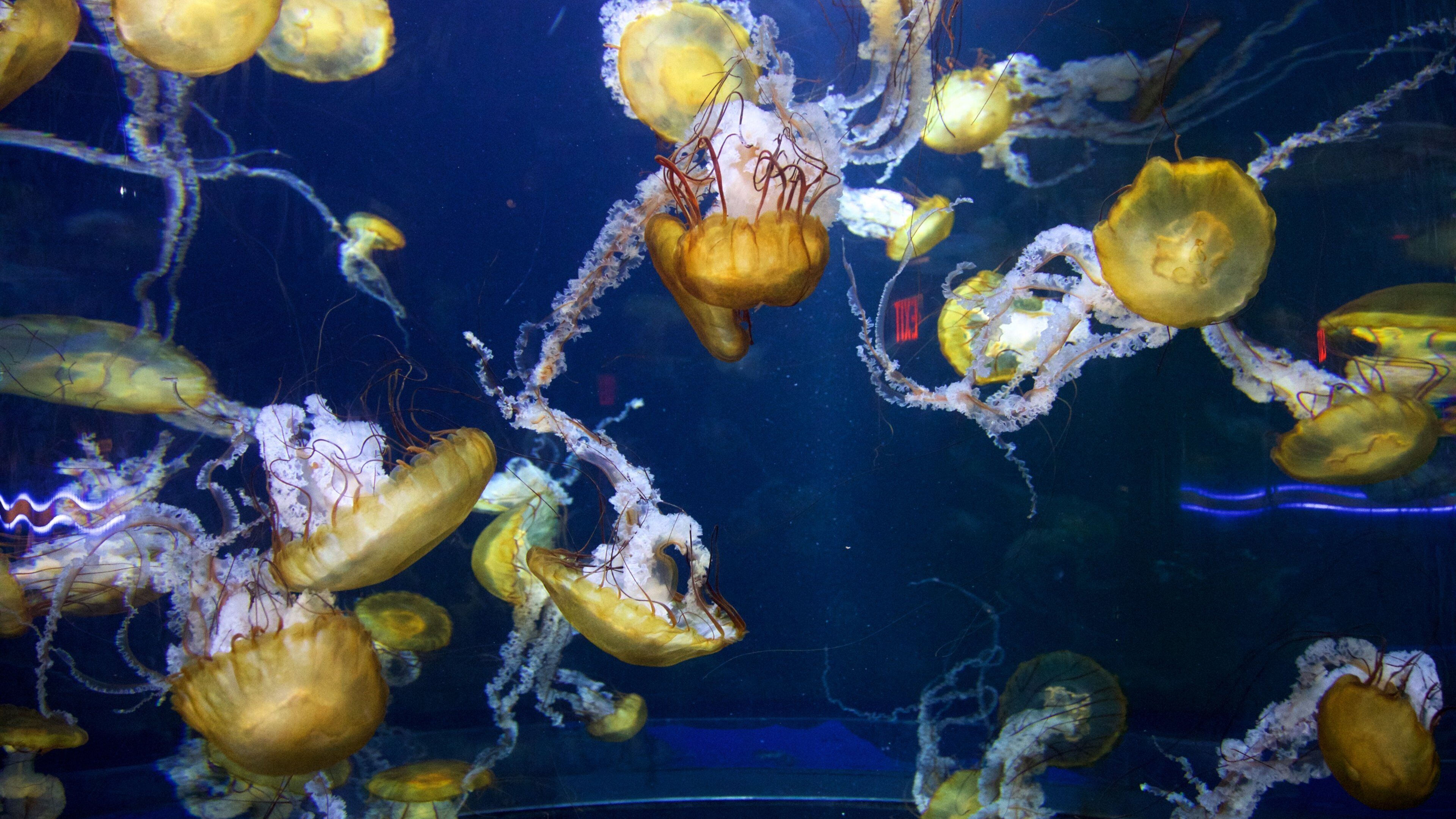 Adventure Aquarium featuring marine life