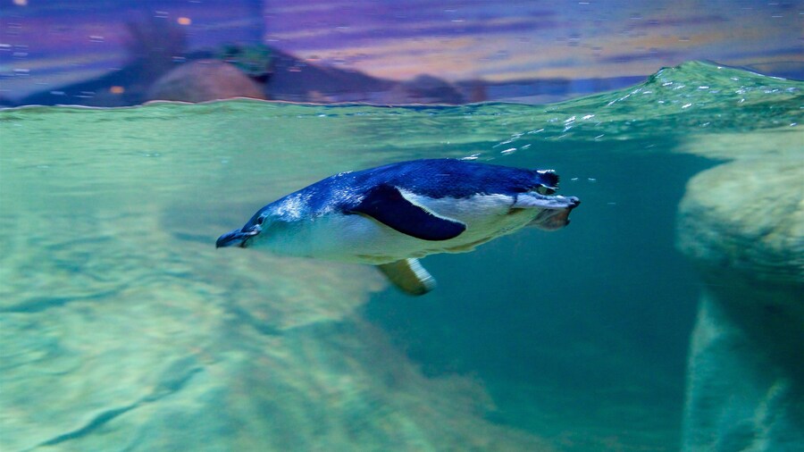 Acuario Adventure mostrando vida marina y vistas de interior