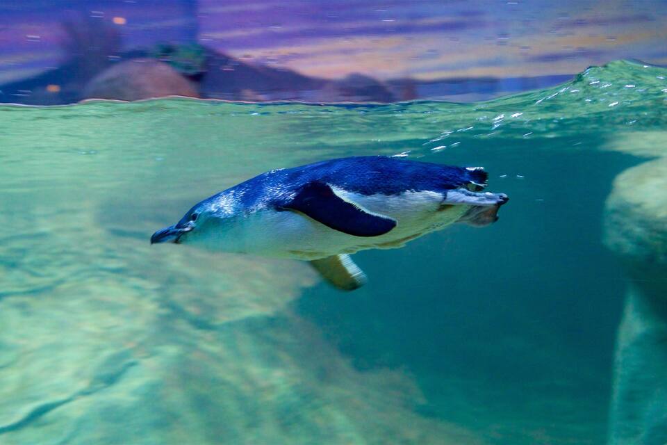A penguin swimming underwater in a clear blue environment.