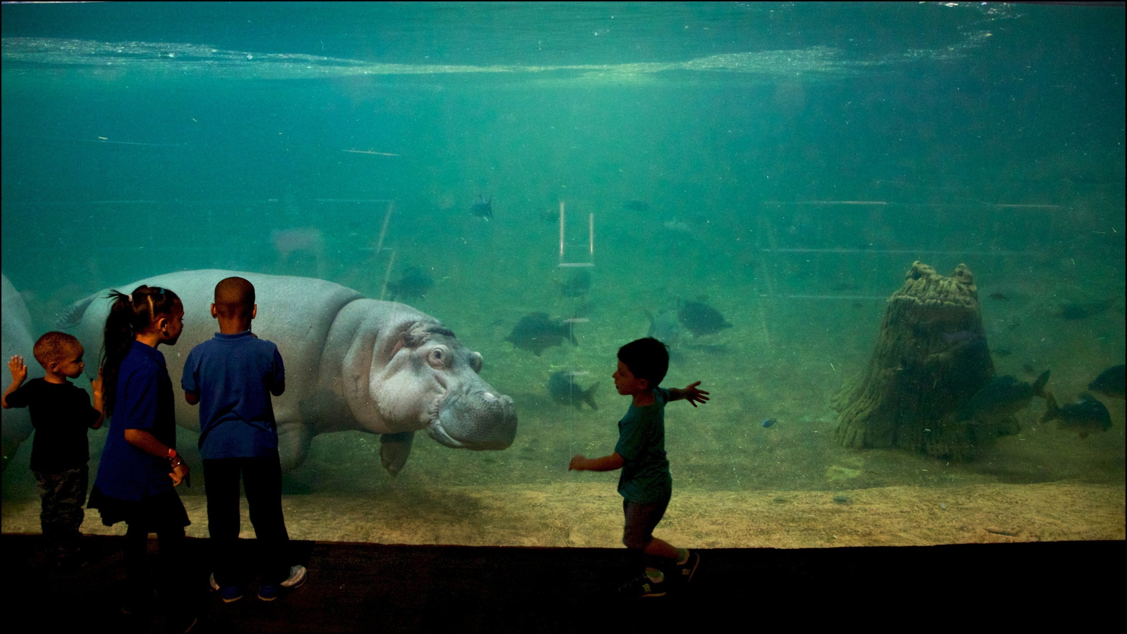 Een aquarium met een groot nijlpaard en verschillende kinderen die ernaar kijken.