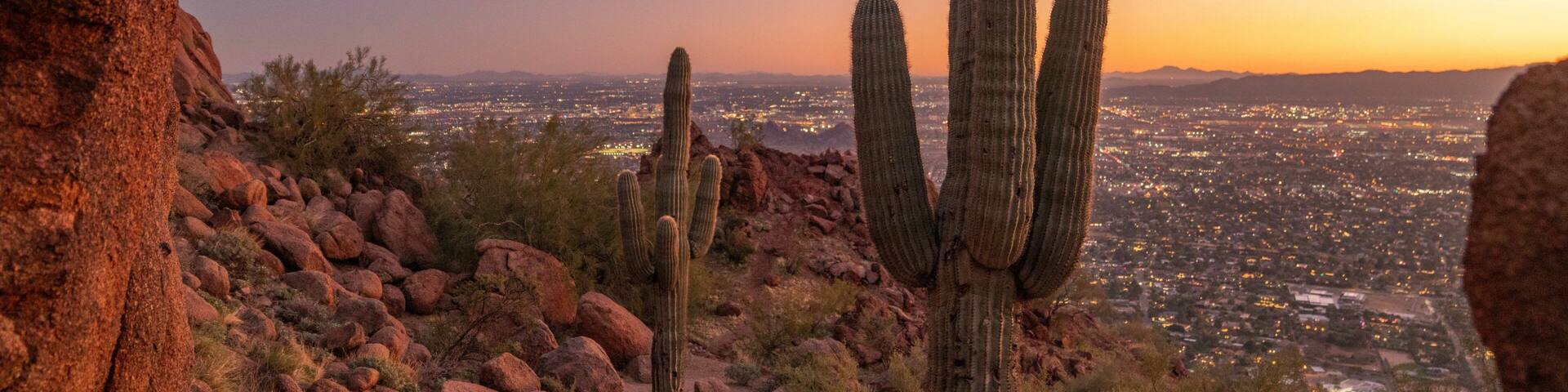Paisaje desértico con cactus grandes y un paisaje urbano al fondo.