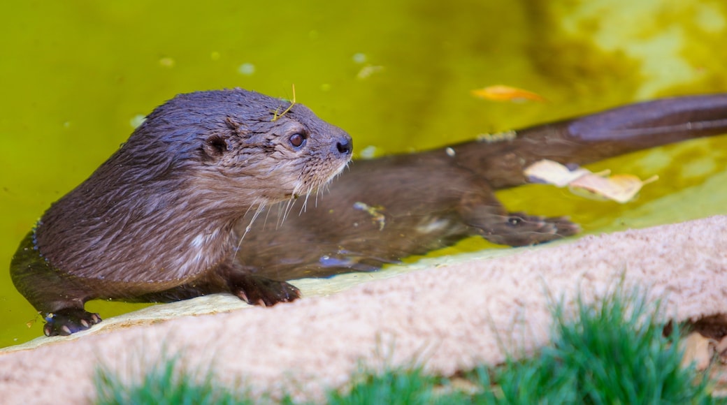 Dierentuin van Phoenix toont dierentuindieren