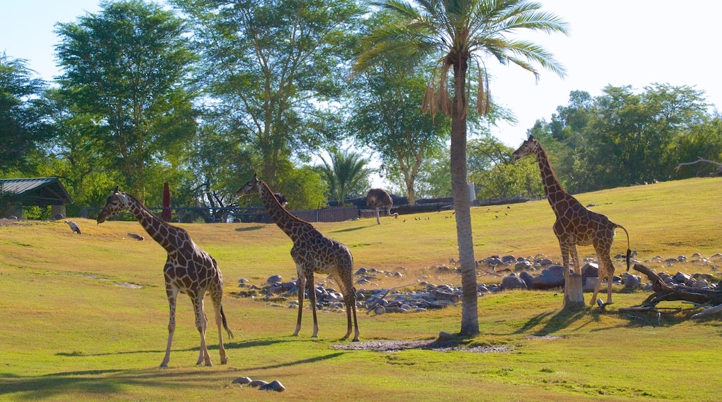 Dierentuin van Phoenix toont dierentuindieren en landdieren