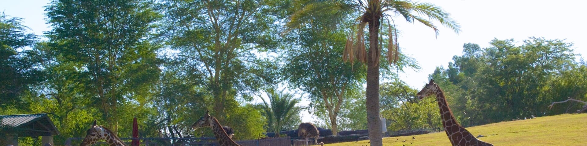 Giraffes roam in the sunny landscape of Phoenix Zoo in Arizona with palm trees and rolling hills in the background