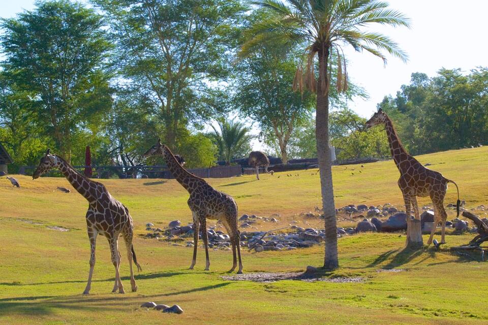 Três girafas em um cercado gramado, com árvores e um pequeno edifício ao fundo.