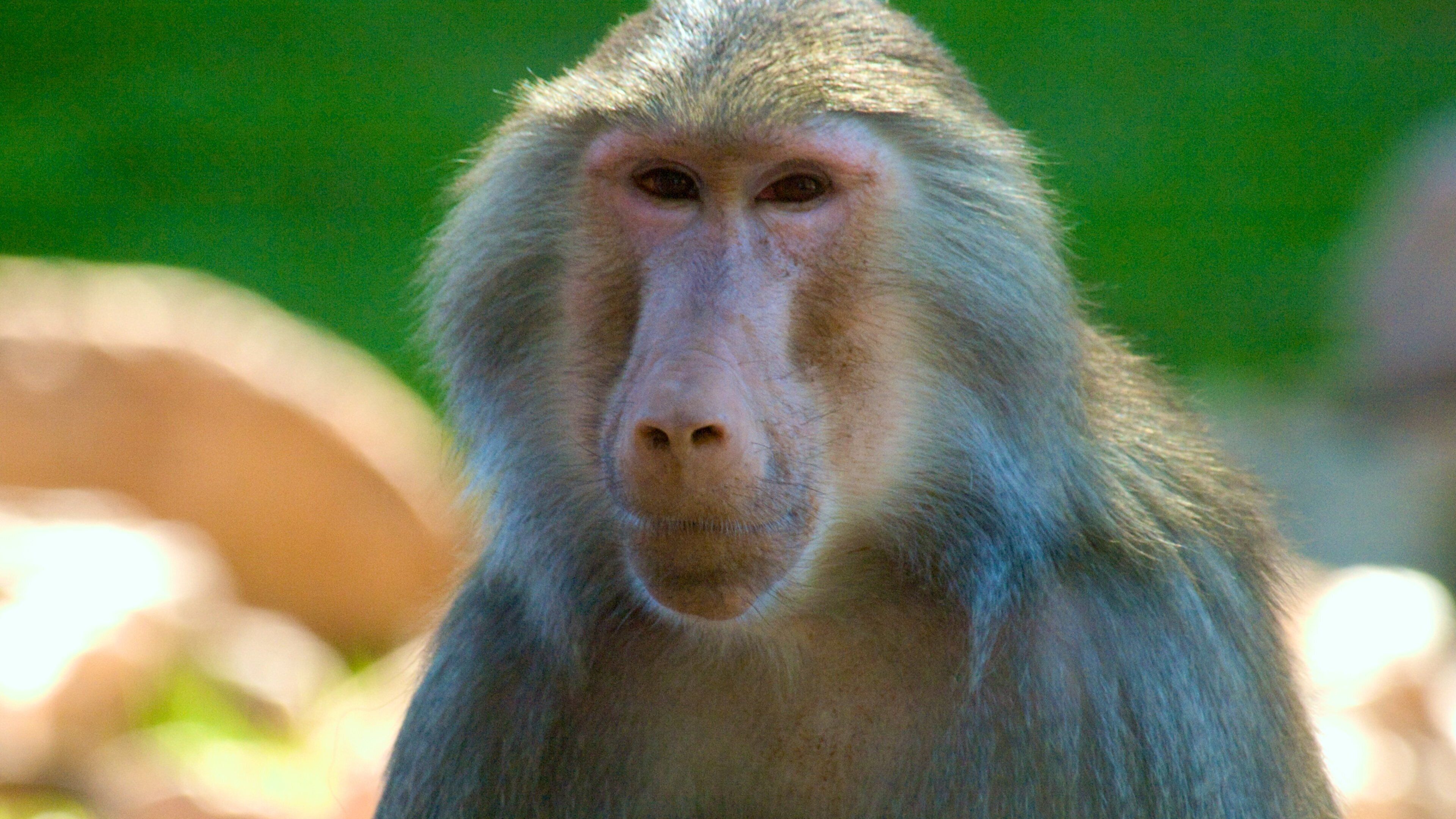 Phoenix Zoo que incluye animales del zoo