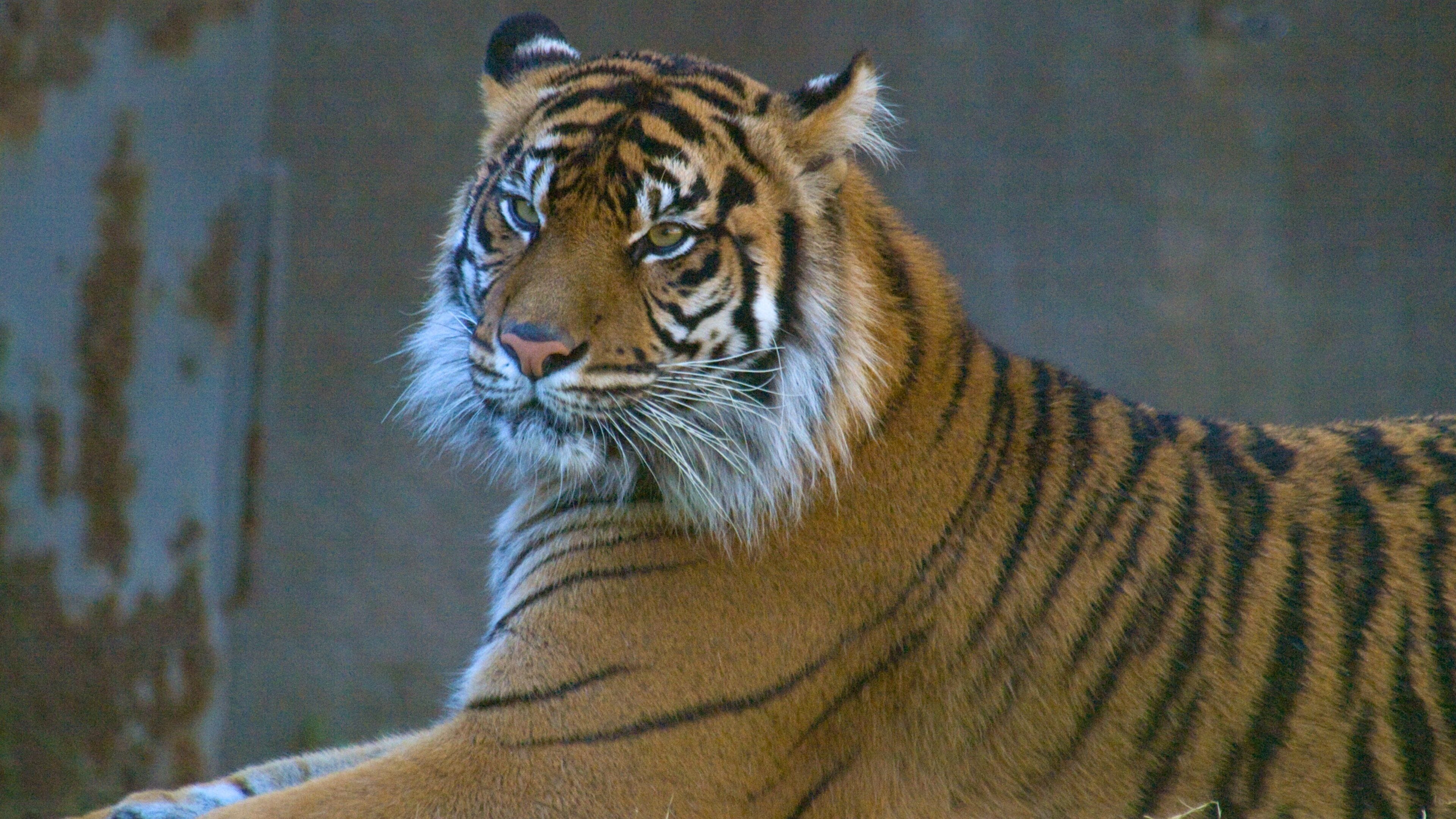 Majestic tiger resting at Phoenix Zoo in Arizona during a sunny day