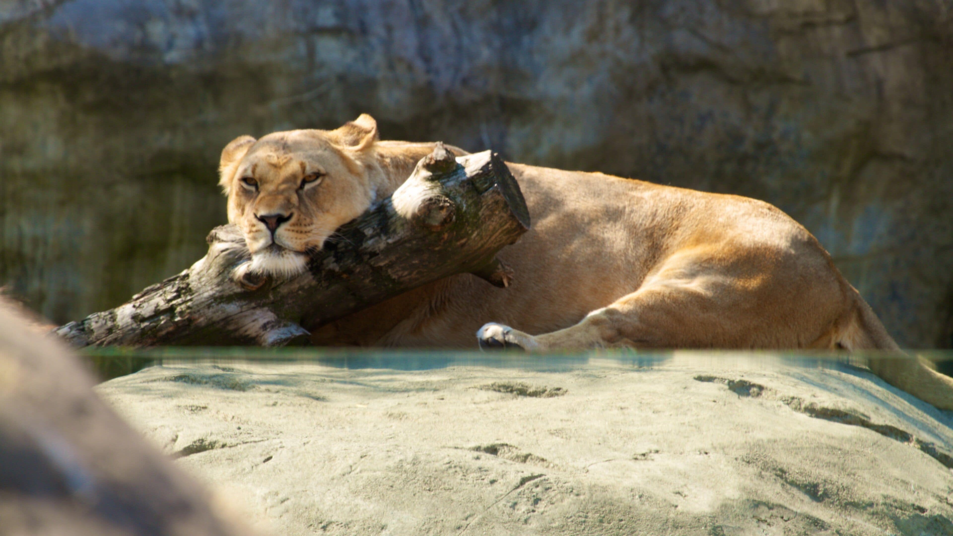 オレゴン動物園 フィーチャー 危険な動物 と 動物園の動物